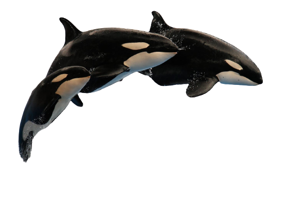 Three orcas jumping majestically